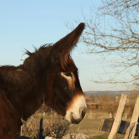 Casa D'abo Anica Фермерский дом Миранда-ду-Дору