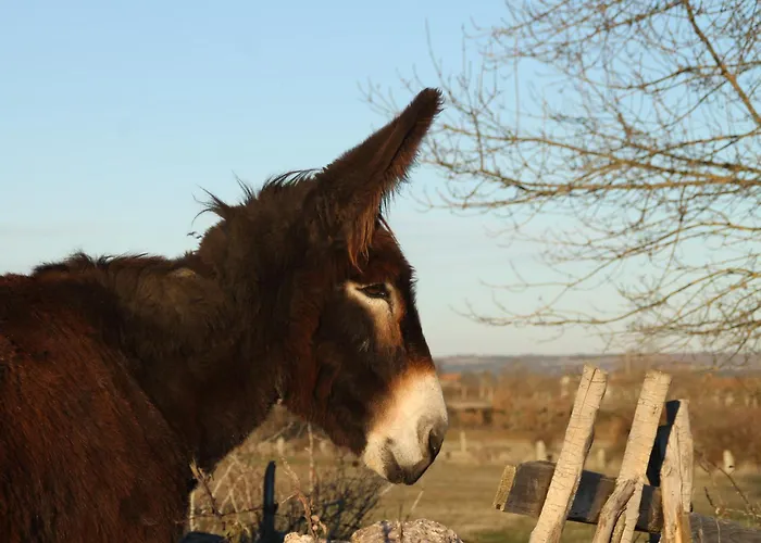 Casa D'abo Anica Фермерский дом Миранда-ду-Дору